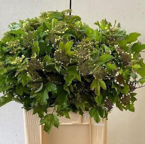 <h4>VIBURNUM OPULUS BLOEIEND</h4>