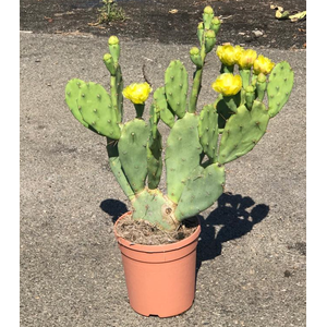 Opuntia