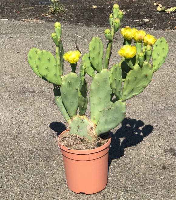 <h4>Opuntia</h4>