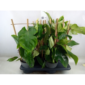 Philodendron squamiferum