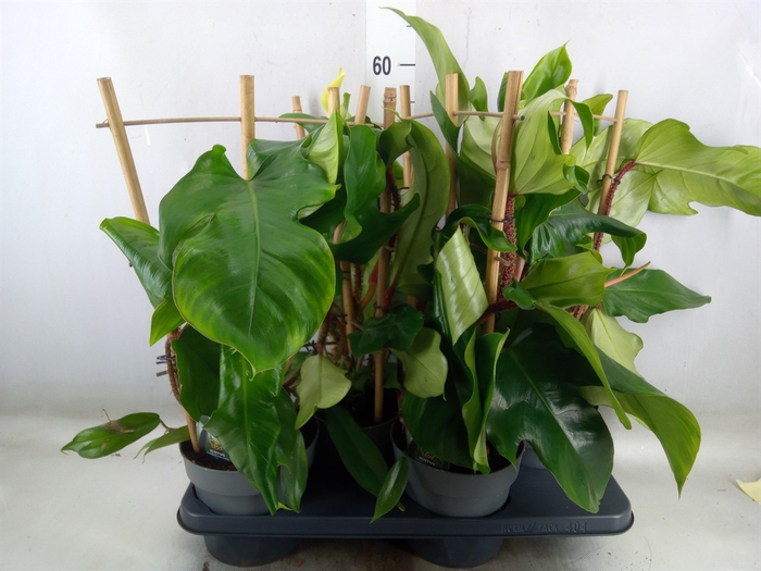 <h4>Philodendron squamiferum</h4>