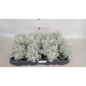 Leucophyta brownii