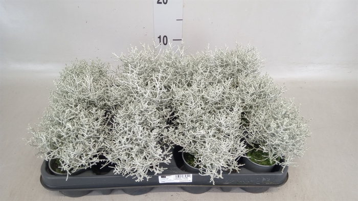 <h4>Leucophyta brownii</h4>
