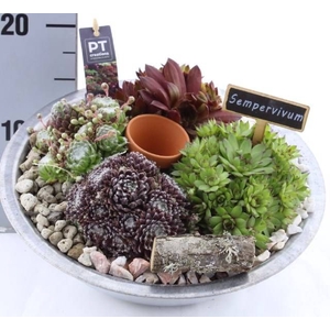 ARR SEMPERVIVUM