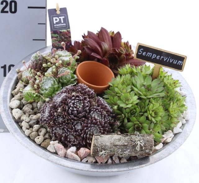 <h4>ARR SEMPERVIVUM</h4>