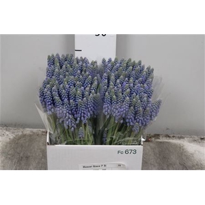 Muscari Blauw P St