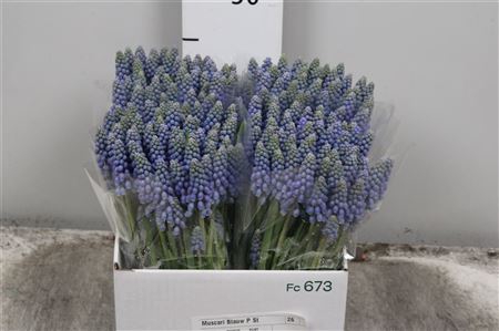 <h4>Muscari Blauw P St</h4>