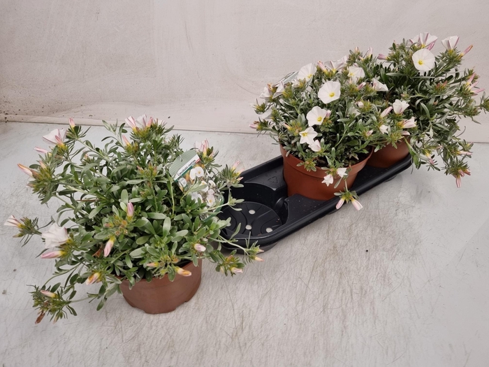 <h4>CONVO CNEORUM</h4>