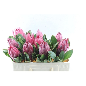 Protea Cy Madiba