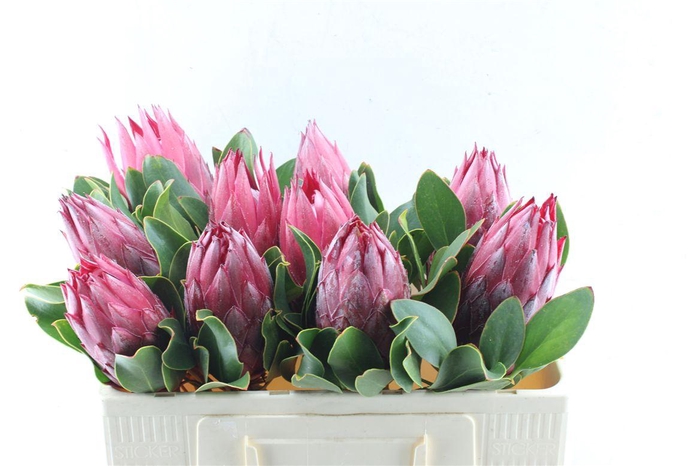 <h4>Protea Cy Madiba</h4>