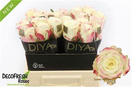 <h4>R Gr Sweet Horizon</h4>