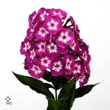 Phlox P Laura