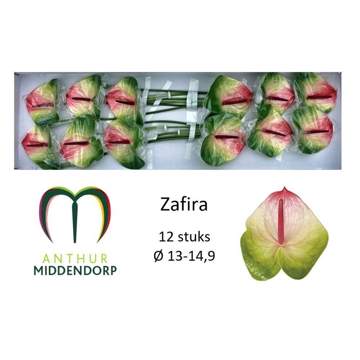 <h4>Anth A Zafira</h4>