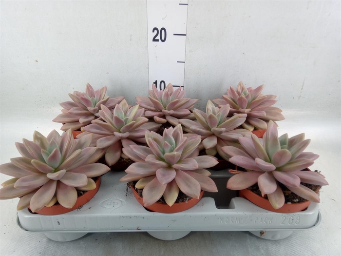 <h4>Succulents   ...</h4>