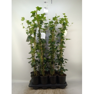 Hedera hibernica