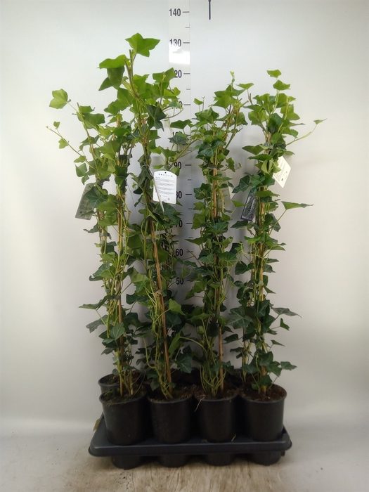 <h4>Hedera hibernica</h4>