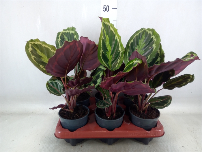 <h4>Calathea  'Medallion'</h4>