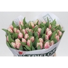 Tulipa Gefranjerd Bell Song