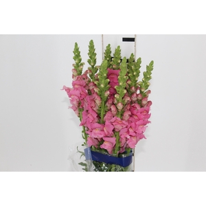 BOCA DE LEAO UBIRA ROSE 070 CM