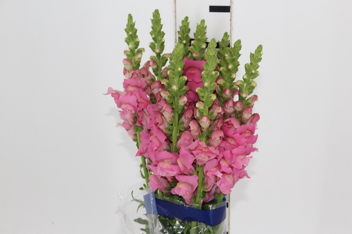 <h4>BOCA DE LEAO UBIRA ROSE 070 CM</h4>