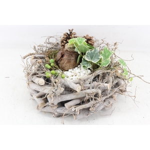 arr4 Amaryllis PL - Takken krans XL