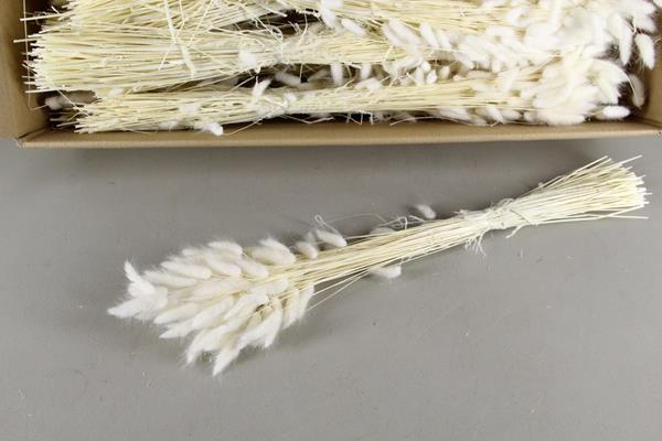 <h4>Df Lagurus Bs Bleached 100gr</h4>