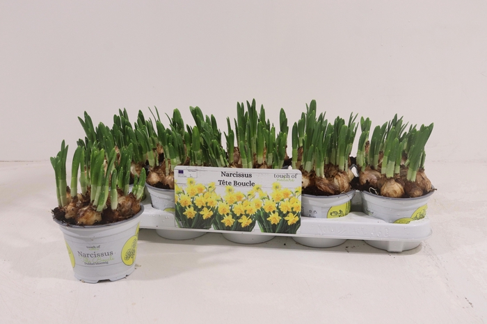 <h4>NARC D TETE BOUCLE</h4>