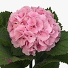 Hydrangea lollipop pink