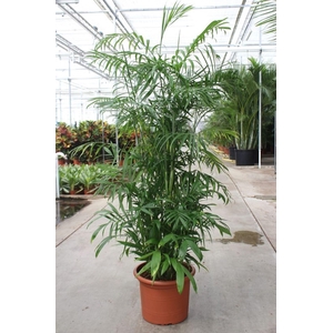 Chamaedorea seifrizii