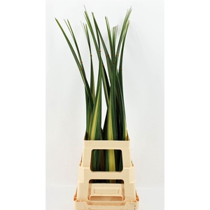 Pandanus Bont