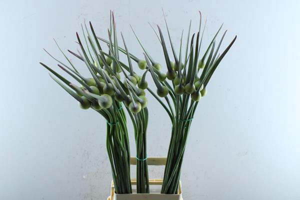 <h4>Allium Cepa Judith  L 100</h4>