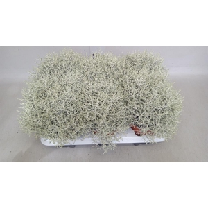 Leucophyta brownii