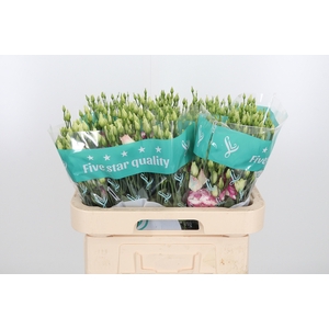 Eus G Croma Brid Kis