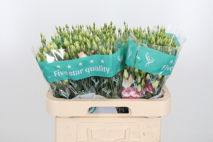 <h4>Eus G Croma Brid Kis</h4>