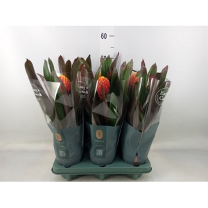Guzmania  'Tala'