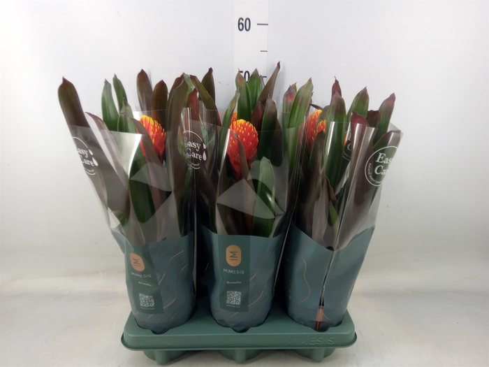 <h4>Guzmania  'Tala'</h4>