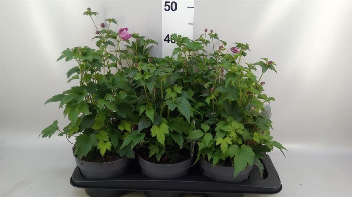 <h4>Anemone hupeh. 'Praecox'</h4>