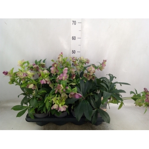 Helleborus ori.