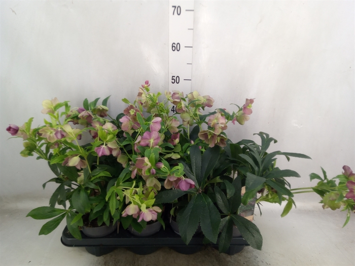 Helleborus ori.