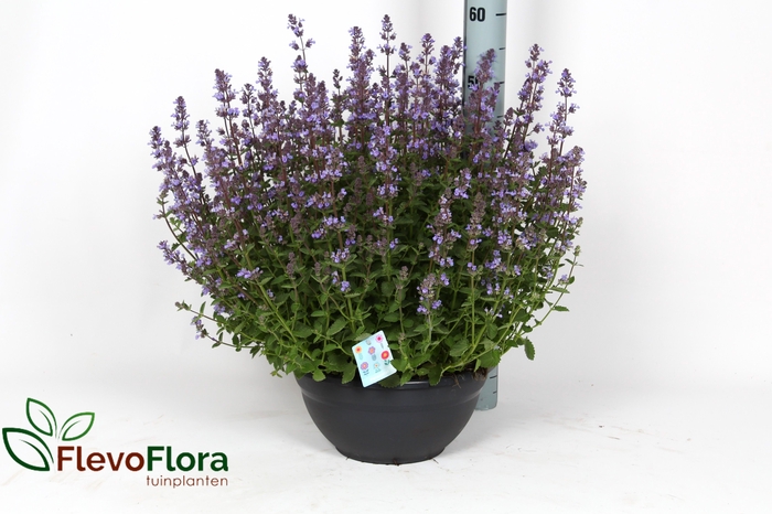 <h4>NEPE FA PURRSIA BLUE</h4>