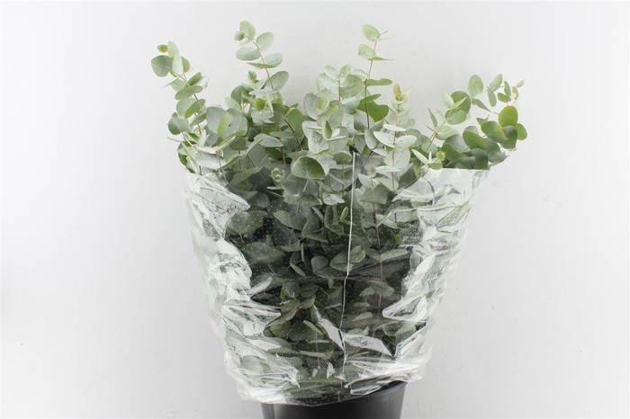 Euca Cinerea 200 Gram Extra Fr