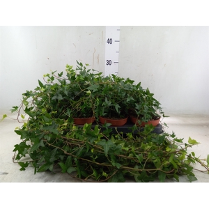 Hedera helix 'Shamrock'