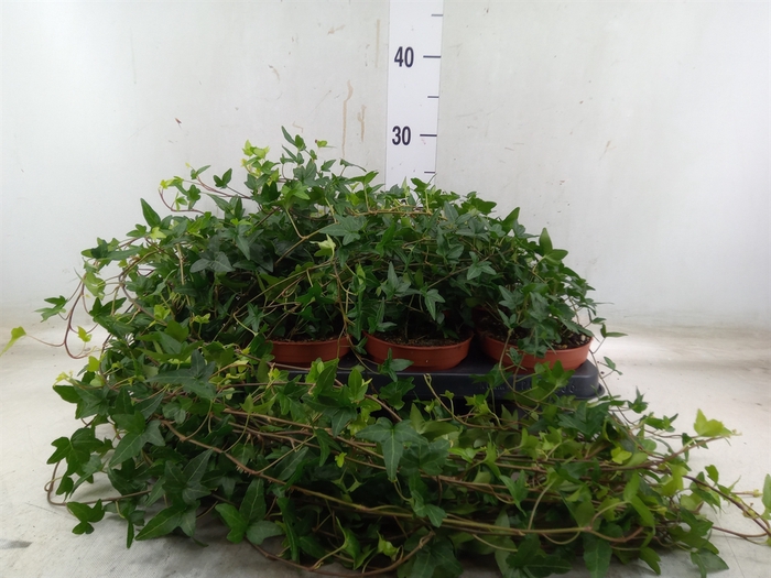 <h4>Hedera helix 'Shamrock'</h4>