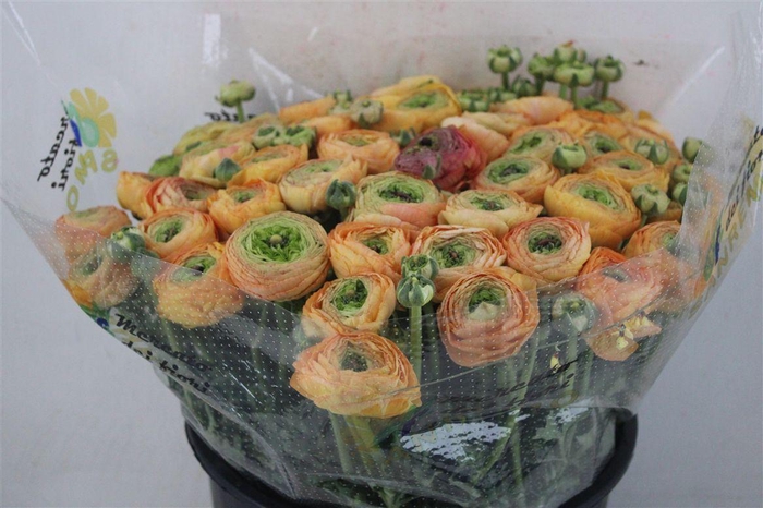 <h4>Ran Cloni Sup Honey</h4>