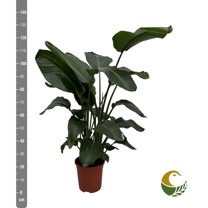 <h4>STRELITZIA NICOLAI</h4>