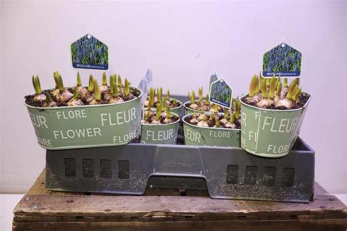 <h4>Arr Muscari In Zinken Bakje</h4>