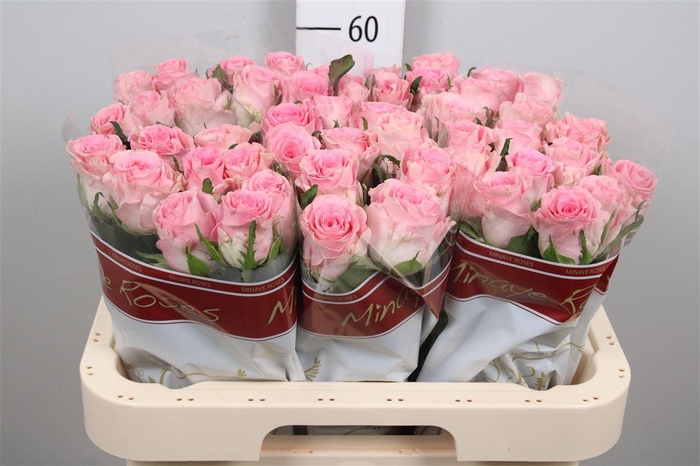 <h4>R Gr Seductive</h4>