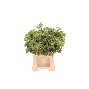 Pittosporum Nigra Zwarte Emmer