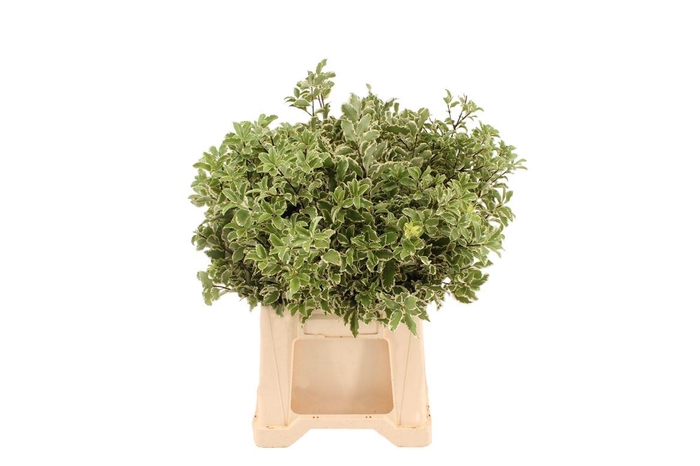 <h4>Pittosporum Nigra Zwarte Emmer</h4>