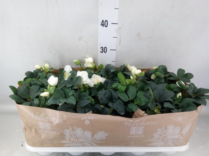 <h4>Helleborus niger 'Christmas Carol'</h4>